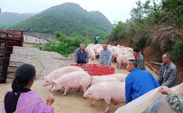 养猪的不仅有丁磊，还有贵州这小山村！一年能卖2000万元！