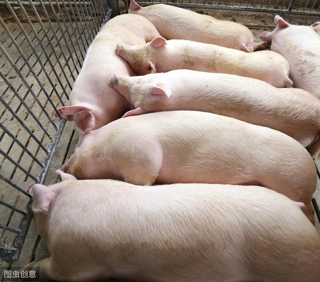 一头猪利润3000元，各地支持养猪，为何农民积极性却不高？