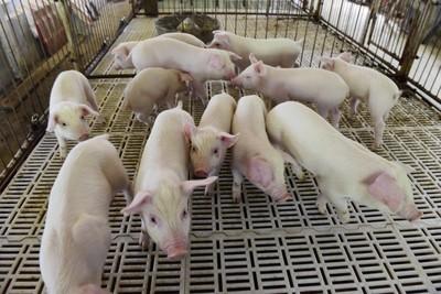 如何做好养猪场保温措施，要选择什么保温设备，有哪些实用技巧？
