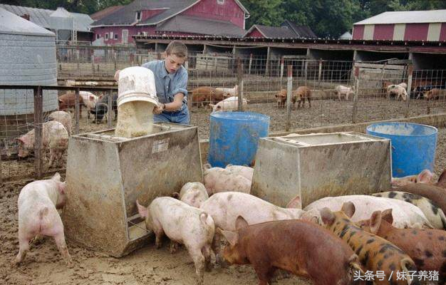 猪场里面喂湿料好还是干料好？按顿喂与自由采食的区别？
