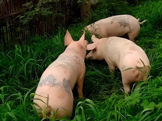 外籍男子在中国开养猪厂，每头猪售价高达15万，还都拥有特殊纹身