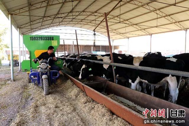 甘肃民勤：养殖走上机械化 提档升级效益“牛”