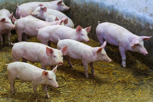 美国是怎样养猪的？手段真的很高明，怪不得猪肉出口量排世界第一