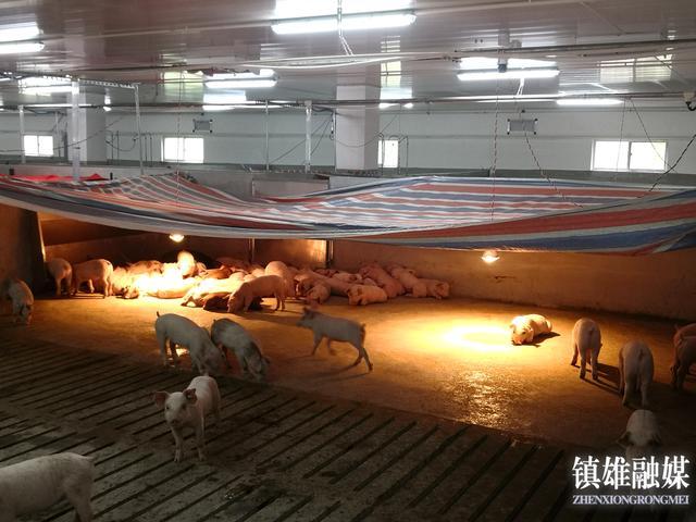 昭通市首家生猪立体养殖场在镇雄中屯投产
