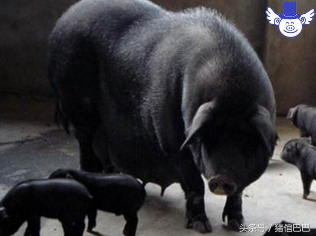排除品种因素的影响，到底怎样饲喂才能让猪的瘦肉率更高？