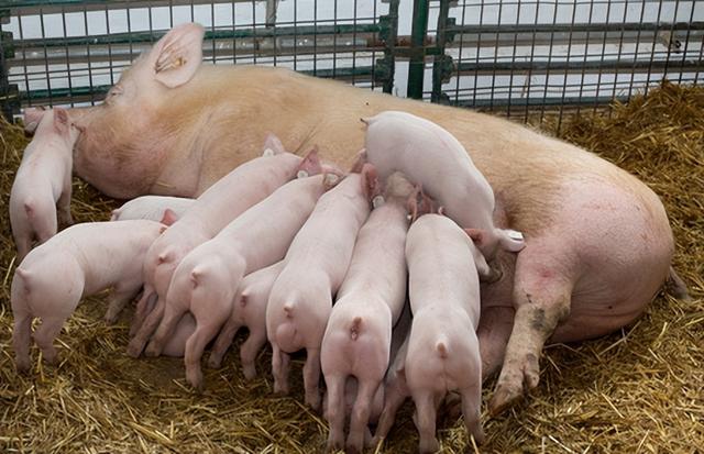 丹麦养猪有多强？5000多养猪户创造几十亿出口额，中国暂时学不来