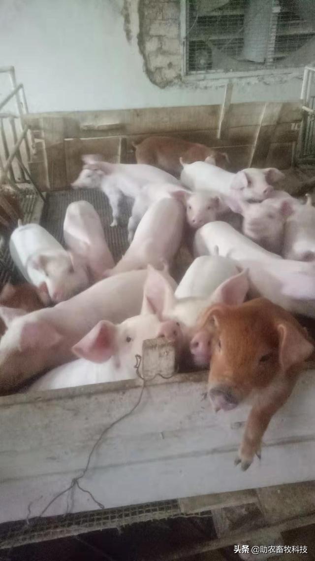 百色平果市这个猪场运用自制发酵中草药效果好，养殖信心倍增