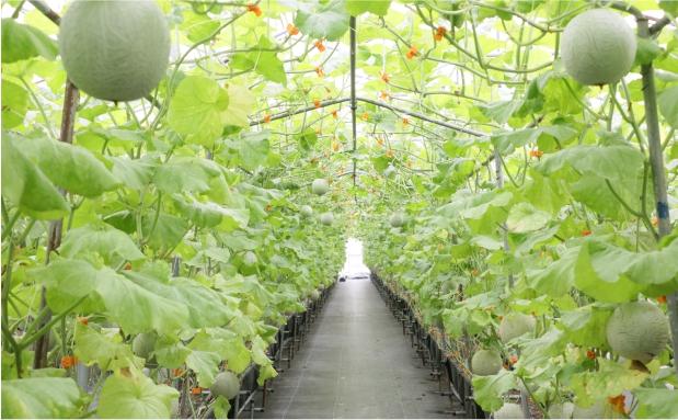有机蔬菜种植创业计划书种养有机结合模块：十亩生态循环种养模式