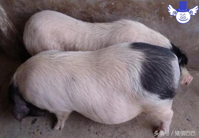 排除品种因素的影响，到底怎样饲喂才能让猪的瘦肉率更高？
