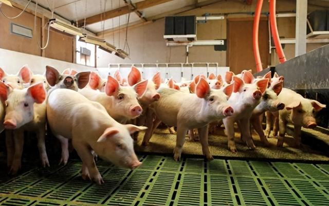 丹麦养猪有多强？5000多养猪户创造几十亿出口额，中国暂时学不来
