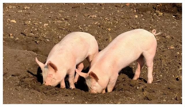 国家鼓励农民养猪，这四大补贴政策你知道吗？