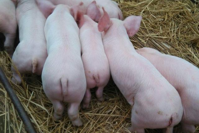 我国养猪业现状：发展迅速，但也有不足