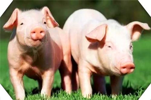 目前看来，养猪是趋势，只养50头需要哪些条件？帮你分析