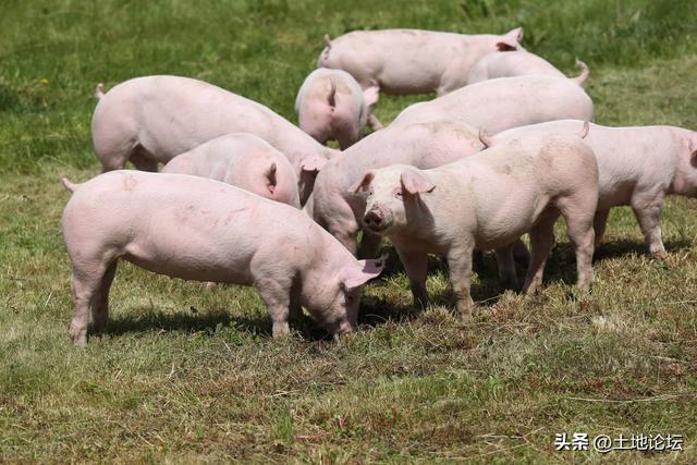 猪肉价格上涨！2023年养猪能挣钱吗？养几头猪一年能挣10万？