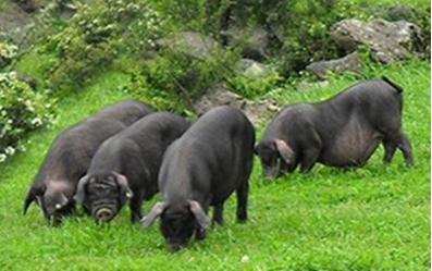 黑猪散养让黑猪肉更美味、更有营养价值