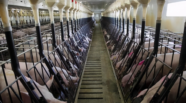 年产猪210万头，规模比美国大10倍？全球最大养猪场，落户中国了