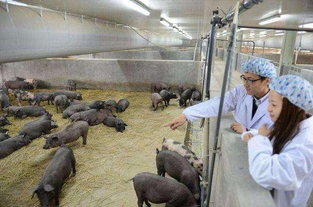 马云、刘强东为何纷纷来养猪？这对农村小猪场是好消息吗？