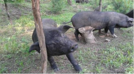 黑猪散养让黑猪肉更美味、更有营养价值