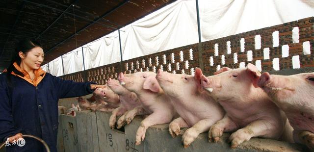 这几个地方不让养猪了，养殖户千万要注意！