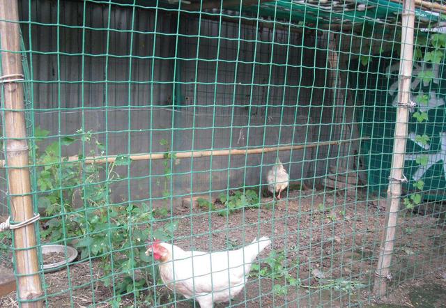 散养鸡要设置围网，养鸡户应该这么做