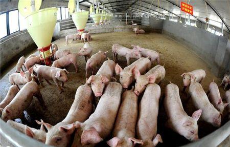 中国养猪业的未来将是这样的，农村养猪人依然有机会？