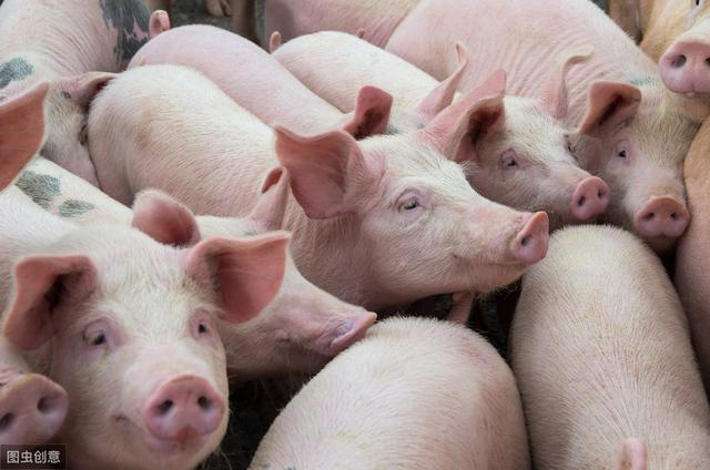 一头猪利润3000元，各地支持养猪，为何农民积极性却不高？