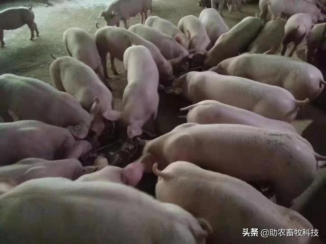 用饲料发酵剂发酵豆渣养猪新技术，不用煮猪爱吃快长臭味少利润高