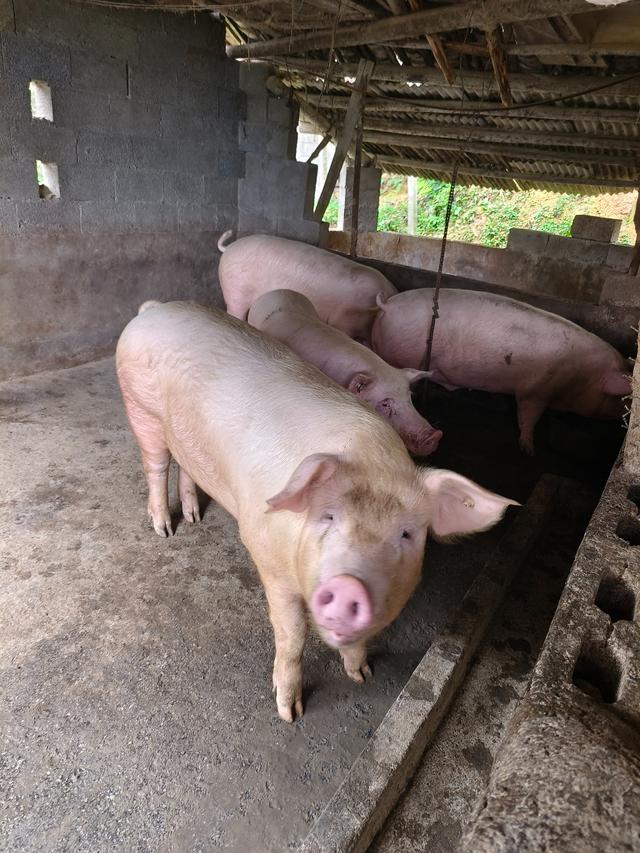 猪价低迷期，中小型猪场如何养低成本好猪？