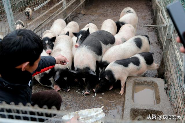 养猪场的猪大如山老鼠，喂2年才长到50斤，说出猪的品种众人笑了