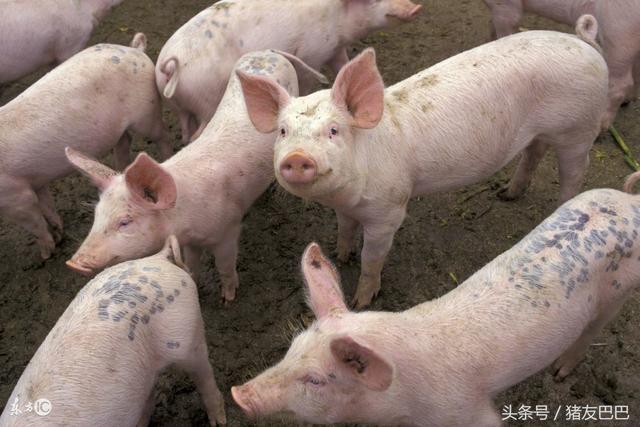 大棚养猪不一样的养猪新模式，或将颠覆传统养猪业！