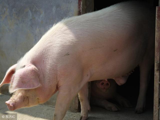 合理搭配提高效益，养猪100天出栏饲料配方 ！