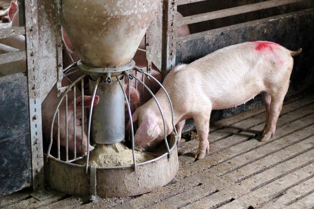 为什么用青、粗饲料多餐喂猪，猪增重快？