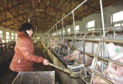 中国养猪业的未来将是这样的，农村养猪人依然有机会？