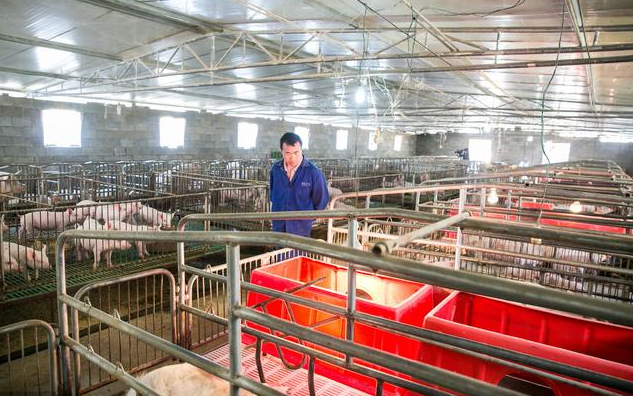 农村建养猪场需要哪些条件？2019年新建养猪场需要办理这些证件