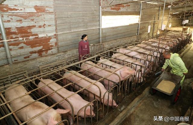“养一头猪至少亏200元”，被困在漫长下行周期的生猪养殖户将产能砍掉90%
