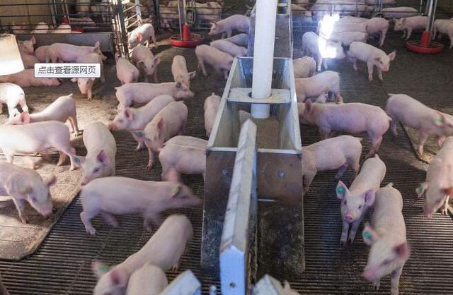 海归人士程功创业开养猪场，如今靠养猪发家致富，年收入500万