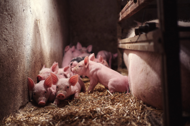 【创澳分享】养猪场产房、保育舍的空气环境清洁解决方案！