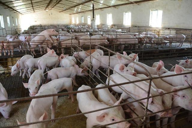 美国是怎样养猪的？手段真的很高明，怪不得猪肉出口量排世界第一