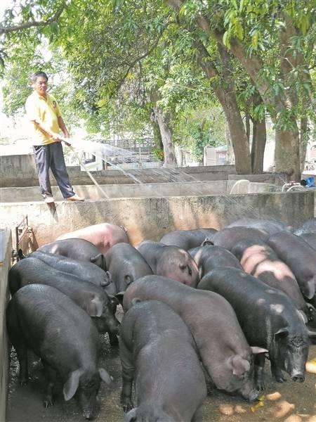 钦州浦北黑猪撬动扶贫大产业，年出栏5万头以上