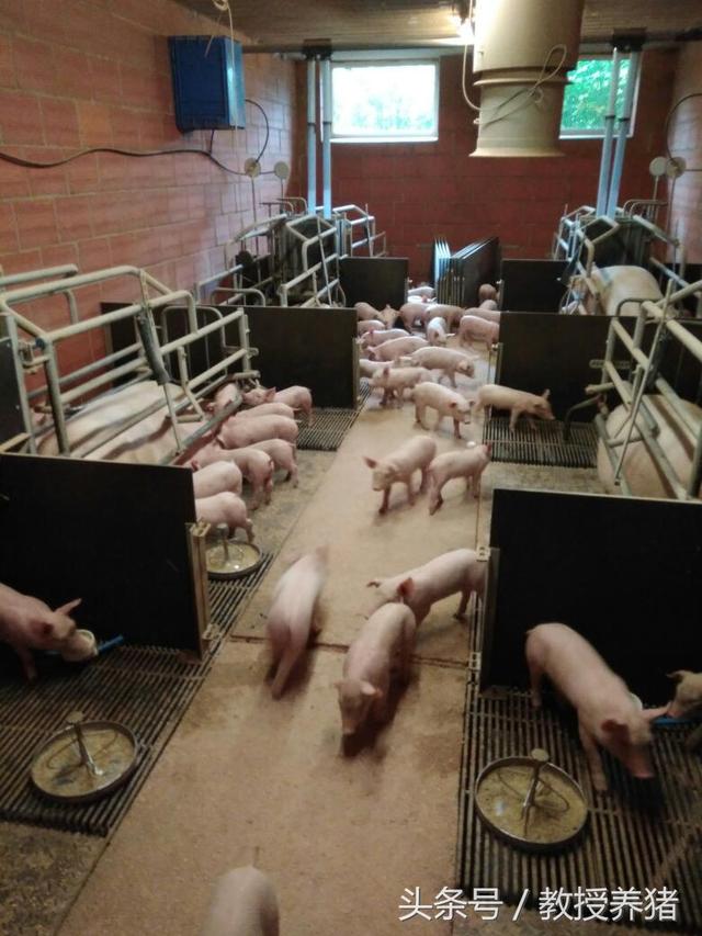中国猪场见得多了，德国人的养猪场什么样，带你去看看！