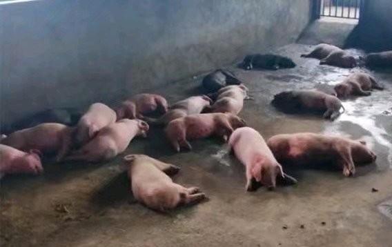 四川巴中：通江县一夫妻养猪场，近100头猪一夜洗白，咋回事？
