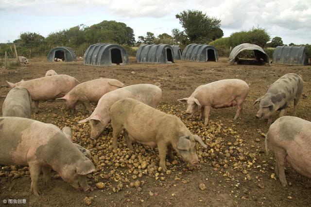 合理搭配提高效益，养猪100天出栏饲料配方 ！