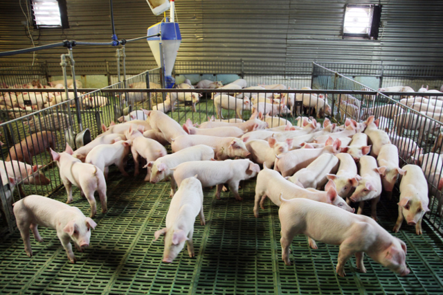 【创澳分享】养猪场产房、保育舍的空气环境清洁解决方案！