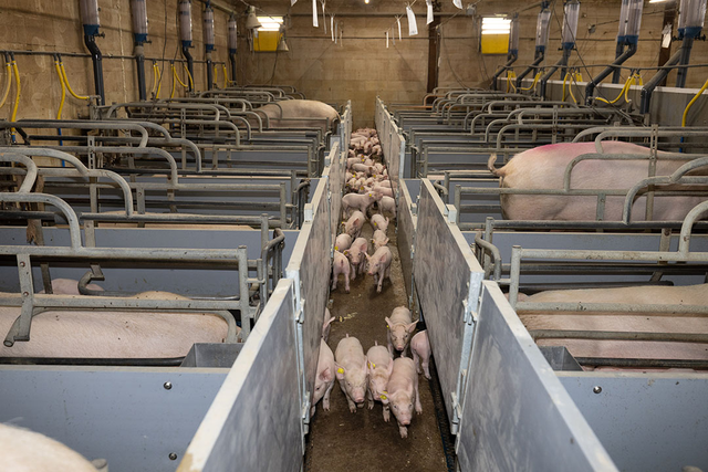 「猪场参观」荷兰20岁的猪二代，与4名工人管理1800头母猪，PSY35