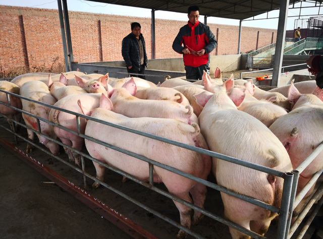 恢复至非洲猪瘟疫情前，河北每天7500头生猪供京津