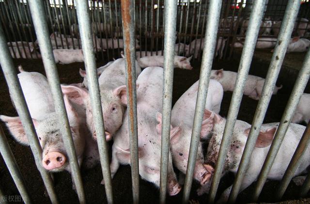 为什么，猪冬天的感冒能用板蓝根来治疗？