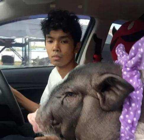 泰国一年轻男子因孤独养猪当女友，做了件错事“无法自拔”……
