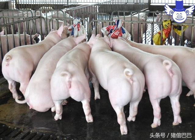 如何科学配制猪饲料，这四个营养搭配原则是必须要遵守的