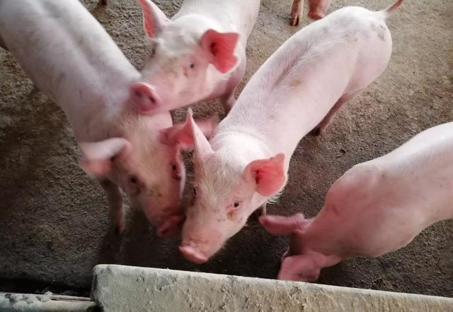 20头母猪需投资多少钱？专家算完后，农民说：已经养不起猪了！