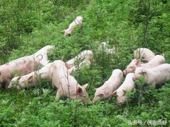 农民家自喂熟食的猪比在养猪场喂饲料的猪，哪种猪肉好吃些？